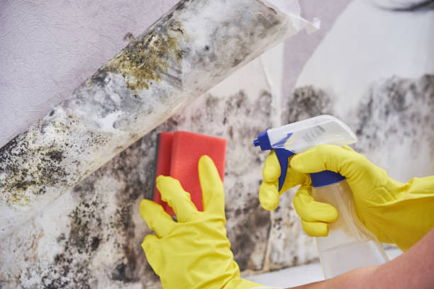 Forensic Mold Investigation in Belvidere, IL